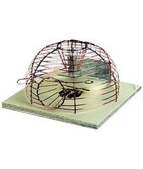 MUIZEVAL LUNA KORFMODEL