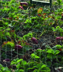 TUINNET  2X5M ZWART 17X17MM